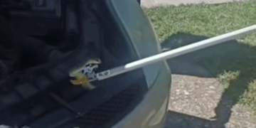 Video: Čitlučki vatrogasci izvukli zmiju ispod haube automobila