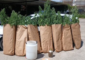 Pronađen zasad indijske konoplje na području Čitluka – jedna osoba lišena slobode