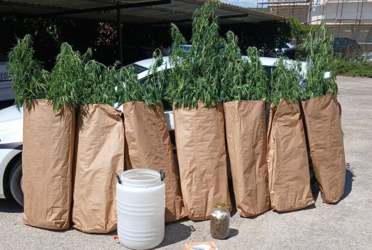 Pronađen zasad indijske konoplje na području Čitluka – jedna osoba lišena slobode