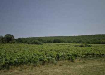 Obavijest poljoprivrednim proizvođačima – zaštita vinove loze od plamenjače (Plasmopara viticola)