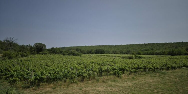 Obavijest poljoprivrednim proizvođačima – zaštita vinove loze od plamenjače (Plasmopara viticola)