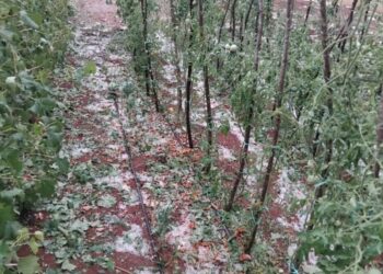 Krupa u mjestu Rasno uništila vrtove i vinovu lozu