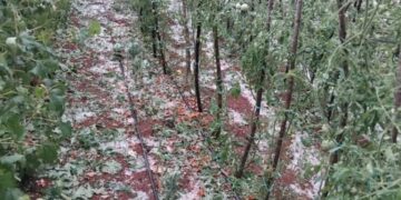 Krupa u mjestu Rasno uništila vrtove i vinovu lozu