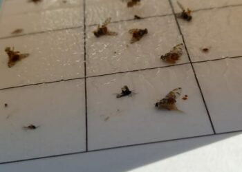 MPŠiV: Povećan broj mediteranske voćne muhe (Ceratitis capitata) – preporuke za djelovanje