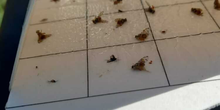 MPŠiV: Povećan broj mediteranske voćne muhe (Ceratitis capitata) – preporuke za djelovanje