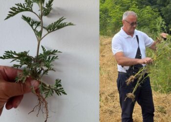 Ambrozija prijeti zdravlju i poljoprivredi: Kako zaustaviti invazivnu biljku koja guši i ljude i usjeve?