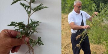 Ambrozija prijeti zdravlju i poljoprivredi: Kako zaustaviti invazivnu biljku koja guši i ljude i usjeve?