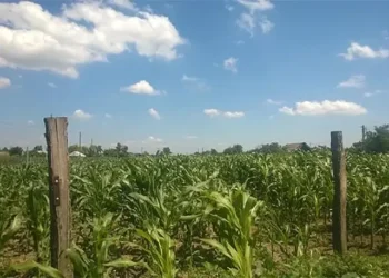 Suša ozbiljno ugrožava prinose kukuruza u BiH