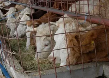 Bedrenica, zarazna bolest domaćih životinja stigla i u BiH