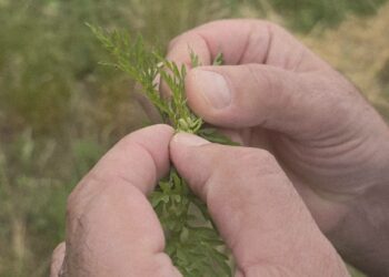 Sezona alergija u punom zamahu: Kako se zaštititi od polena ambrozije?