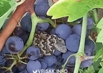 Berač grožđa u Čitluku naletio na poskoka