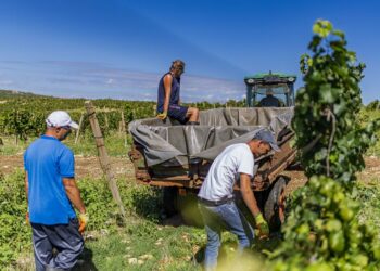 Zašto su Kameni vinogradi u srcu Brotnja svojevrsno čudo i kako su iz krša postali plodna vinska oaza?