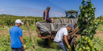 Zašto su Kameni vinogradi u srcu Brotnja svojevrsno čudo i kako su iz krša postali plodna vinska oaza?