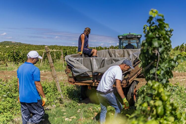 Zašto su Kameni vinogradi u srcu Brotnja svojevrsno čudo i kako su iz krša postali plodna vinska oaza?