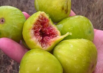 (VIDEO) Potencijal smokve u Hercegovini nedovoljno iskorišten