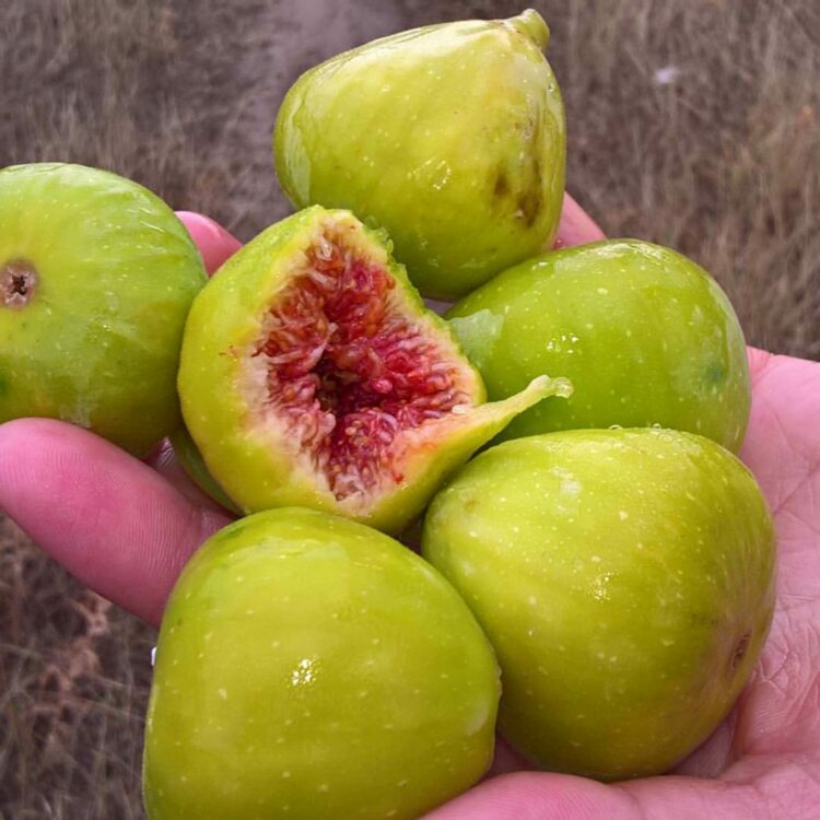 (VIDEO) Potencijal smokve u Hercegovini nedovoljno iskorišten