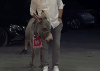 (VIDEO) Nesvakidašnje iznenađenje od kuma za mladoženju: Magarac u Hajdukovom šalu!