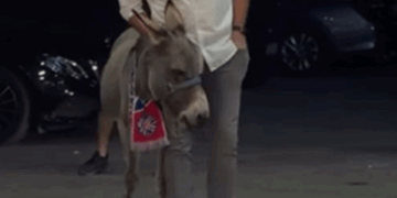 (VIDEO) Nesvakidašnje iznenađenje od kuma za mladoženju: Magarac u Hajdukovom šalu!