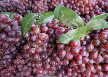 Strože kontrole uvoza voća: Inspektori analiziraju grožđe, mandarine i breskve