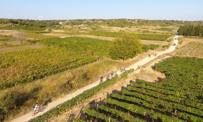 Biciklistička tura „Biciklom kroz vinograde i podrume Brotnja“