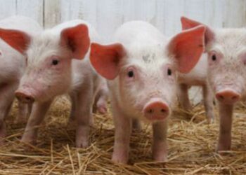 Svinjska kuga i u BiH – Kupujte provjerene primjerke!