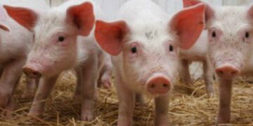 Svinjska kuga i u BiH – Kupujte provjerene primjerke!