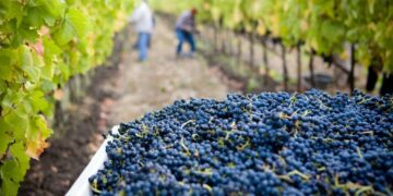 Vinarija Domanica: Grožđe iznimne kvalitete, urod jako dobar