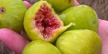 Proizvođači smokve u Hercegovini: “Ova godina je bila isplativa”