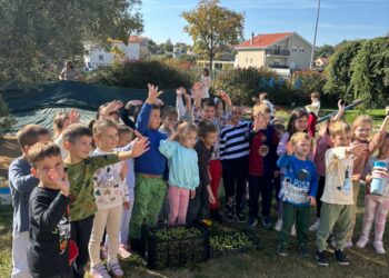 Branje maslina u Dječjem vrtiću u Čitluku: Najmlađi uče o važnosti očuvanja prirode i bogatstvu koje nam maslina donosi