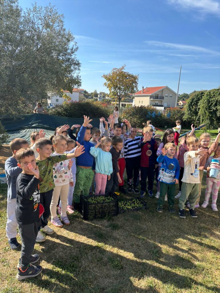 Branje maslina u Dječjem vrtiću u Čitluku: Najmlađi uče o važnosti očuvanja prirode i bogatstvu koje nam maslina donosi