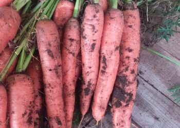 Voće i povrće OPEL: Svježe povrće i voće iz domaćeg uzgoja – Dostava za Čitluk i Međugorje!