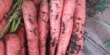 Voće i povrće OPEL: Svježe povrće i voće iz domaćeg uzgoja – Dostava za Čitluk i Međugorje!