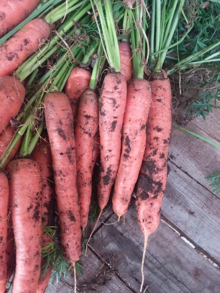Voće i povrće OPEL: Svježe povrće i voće iz domaćeg uzgoja – Dostava za Čitluk i Međugorje!