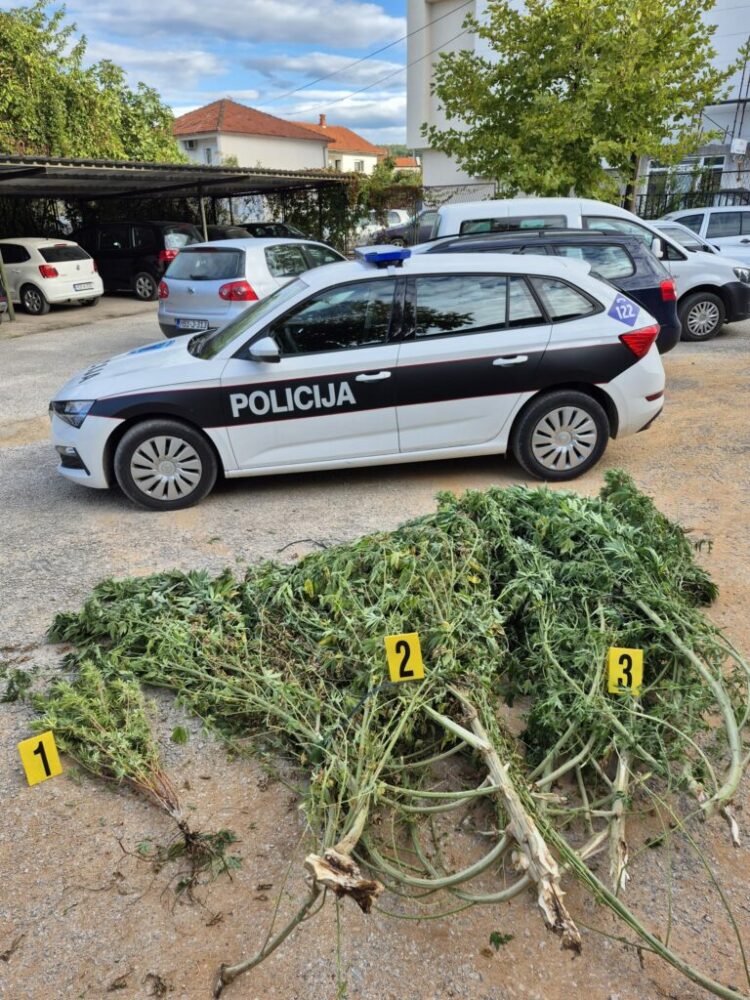 MUP HNŽ: U Čitluku zaplijenjeno oko 50 kilograma biljne mase koja podsjeća na marihuanu