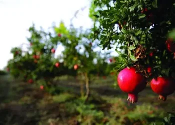 Održana znanstveno-stručna radionica na temu “Šipak”
