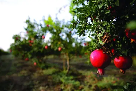 Održana znanstveno-stručna radionica na temu “Šipak”