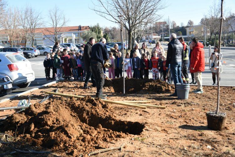 Ispred Doma zdravlja Čitluk zasađene sadnice japanske trešnje