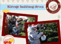 Zajedničko ukrašavanje božićnog drvca u Čitluku