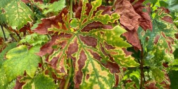 MPŠiV: Preporuka za vinogradare