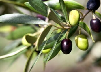 Obavijest za maslinare: Praktična obuka rezidbe maslina