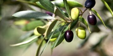 Obavijest za maslinare: Praktična obuka rezidbe maslina