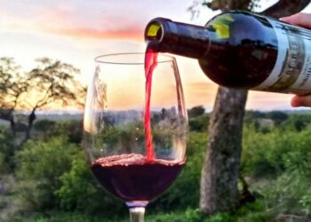 Najava: Organoleptička ocjena potencijala mladih otvorenih vina