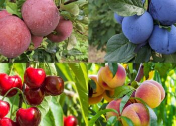 MPŠiV: Preporuka za voćare