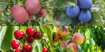 MPŠiV: Preporuka za voćare