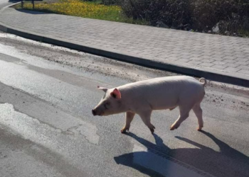 (FOTO/VIDEO) Neobičan prizor u Čitluku: Svinja prošetala prometnicom i postala hit na društvenim mrežama