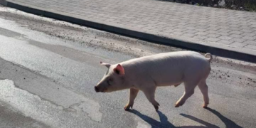 (FOTO/VIDEO) Neobičan prizor u Čitluku: Svinja prošetala prometnicom i postala hit na društvenim mrežama