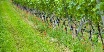 MPŠiV: Preporuka za vinogradare