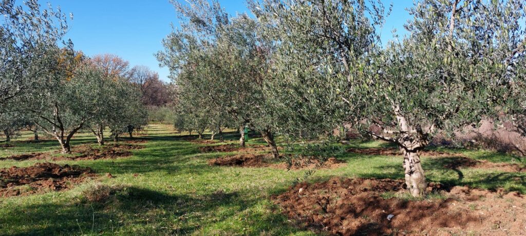 Općina Neum i Hercegovačka udruga uljara i maslinara pozivaju sve zainteresirane maslinare na stručno predavanje
