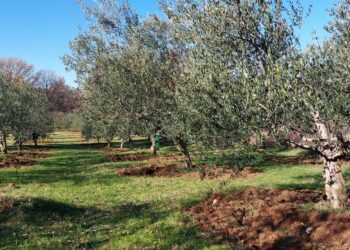 Općina Neum i Hercegovačka udruga uljara i maslinara pozivaju sve zainteresirane maslinare na stručno predavanje