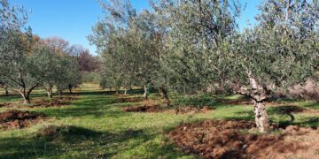 Općina Neum i Hercegovačka udruga uljara i maslinara pozivaju sve zainteresirane maslinare na stručno predavanje